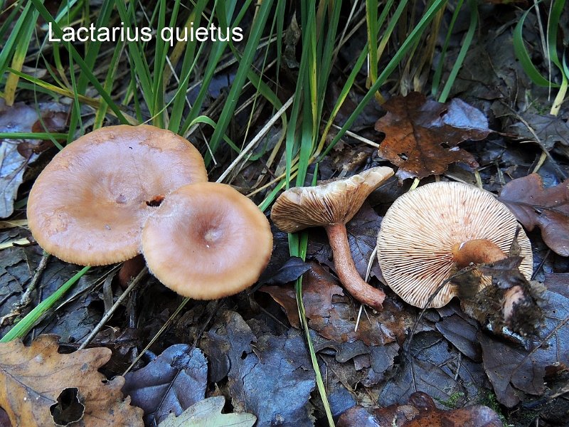 Lactarius quietus-amf1077-1.jpg - Lactarius quietus ; Syn: Galorrheus quietus ; Nom français: Lactaire à odeur de punaise, Lactaire tranquille